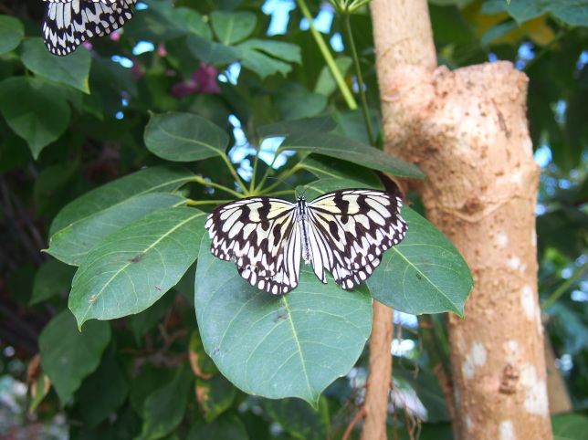オオゴマダラ蝶画像