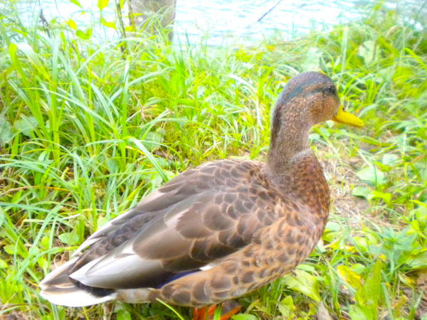 マガモ上高地梓川