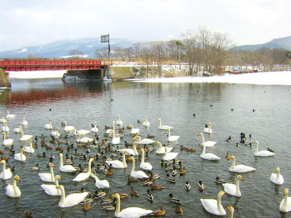 マガモ大沼公園