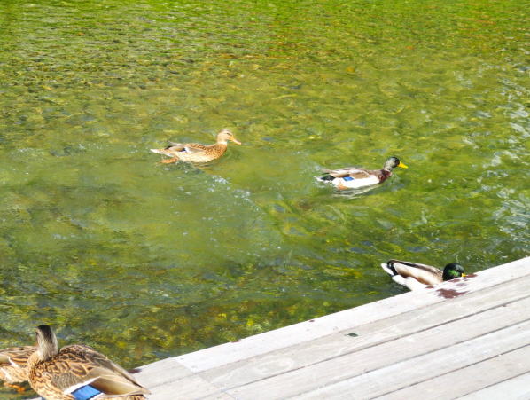 マガモ白川一本橋