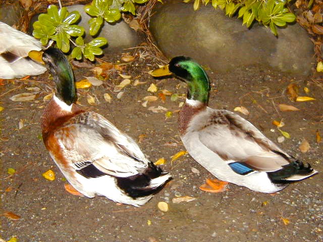 マガモ鶴岡八幡宮