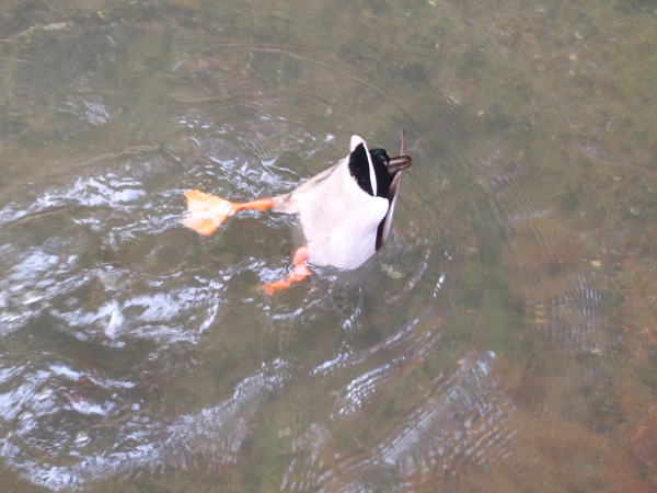 マガモ琵琶湖疎水