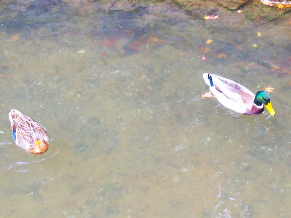 マガモ哲学の道