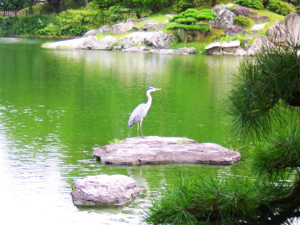 アオサギ栗林公園