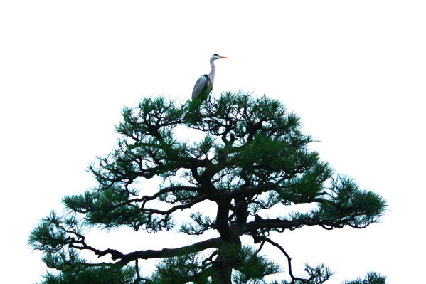 アオサギ鶴岡八幡宮