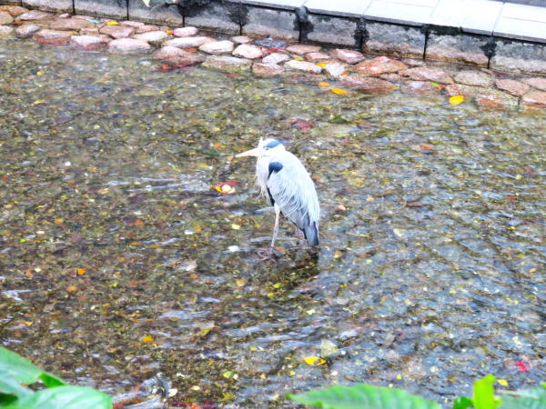 アオサギ高瀬川