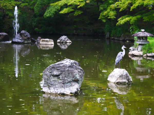 アオサギ円山公園