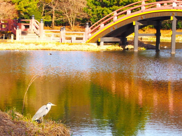 アオサギ称名寺浄土式庭園