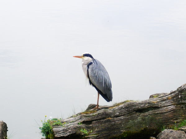アオサギ猿沢池