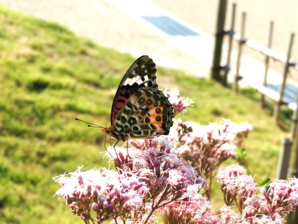 ツマグロヒョウモン蝶京都