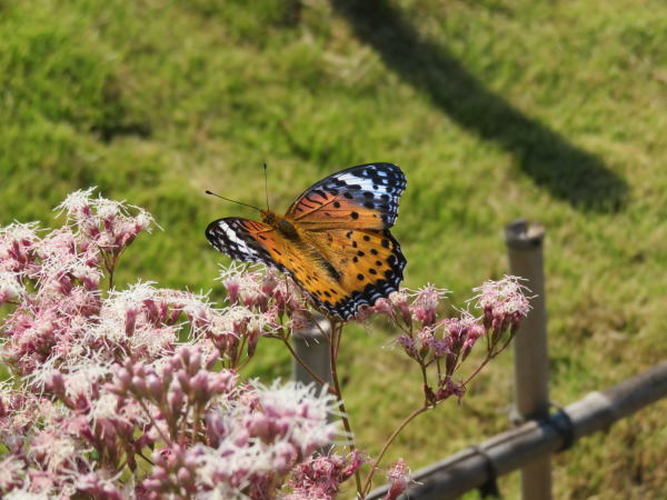 ツマグロヒョウモン蝶フジバカマの花