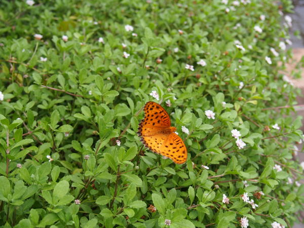 ツマグロヒョウモン蝶雄