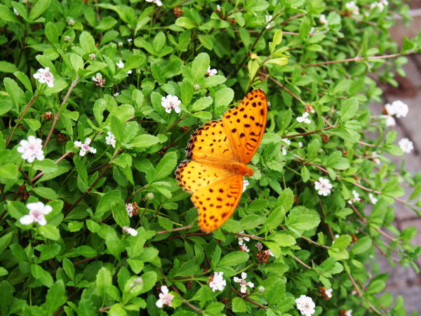 ツマグロヒョウモン蝶雄