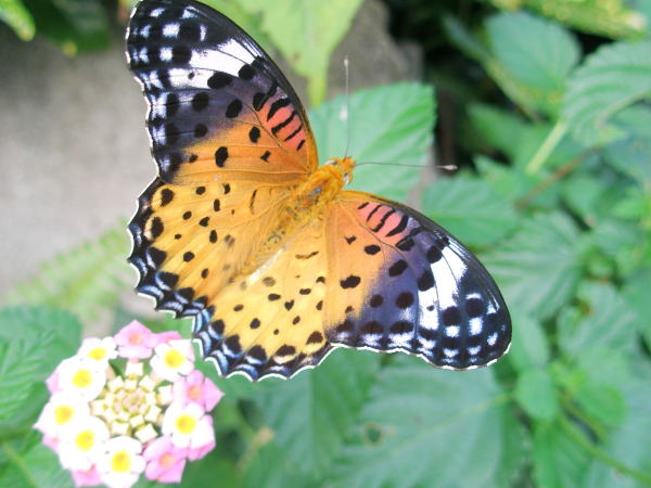 ツマグロヒョウモン蝶横浜