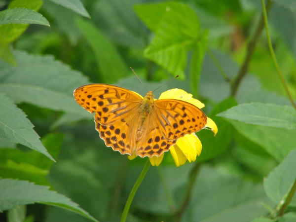 メスグロヒョウモン雄