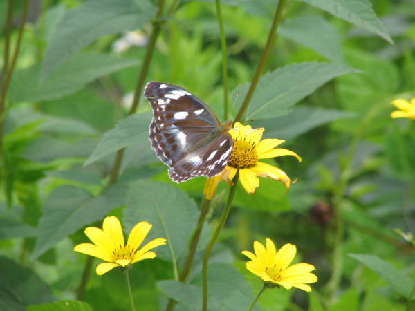 メスグロヒョウモン雌