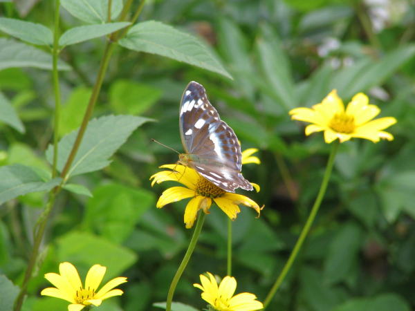 メスグロヒョウモン雌