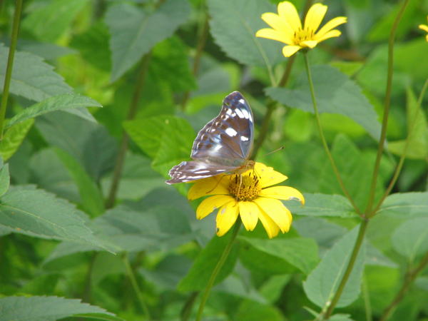 メスグロヒョウモン雌
