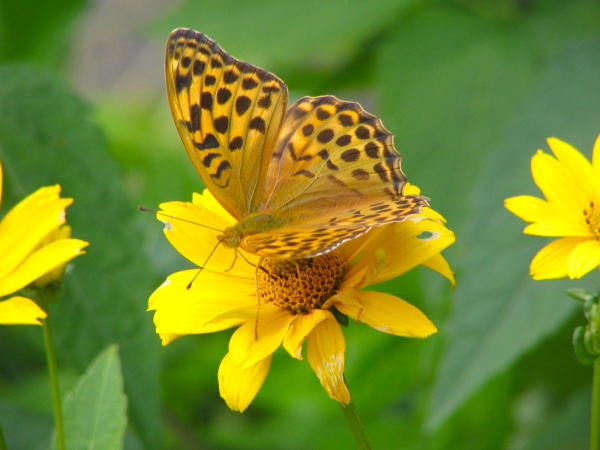 メスグロヒョウモン雄