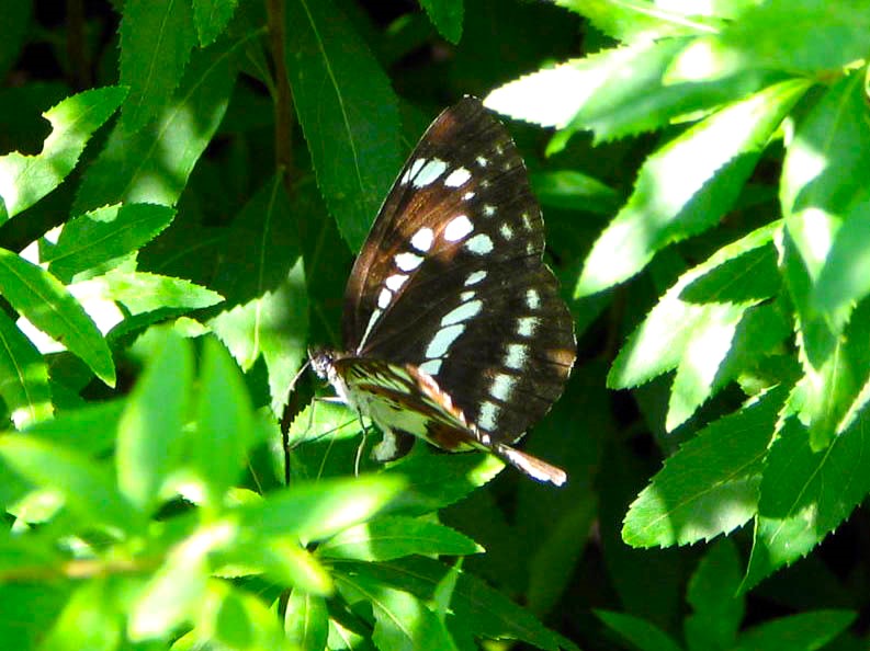 ホシミスジ蝶安曇野