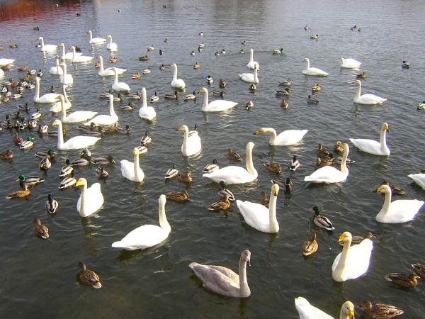 オオハクチョウ大沼国定公園