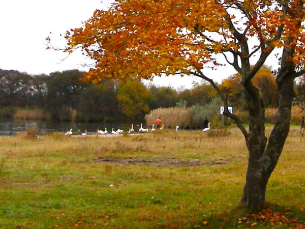 オオハクチョウとウトナイ湖紅葉