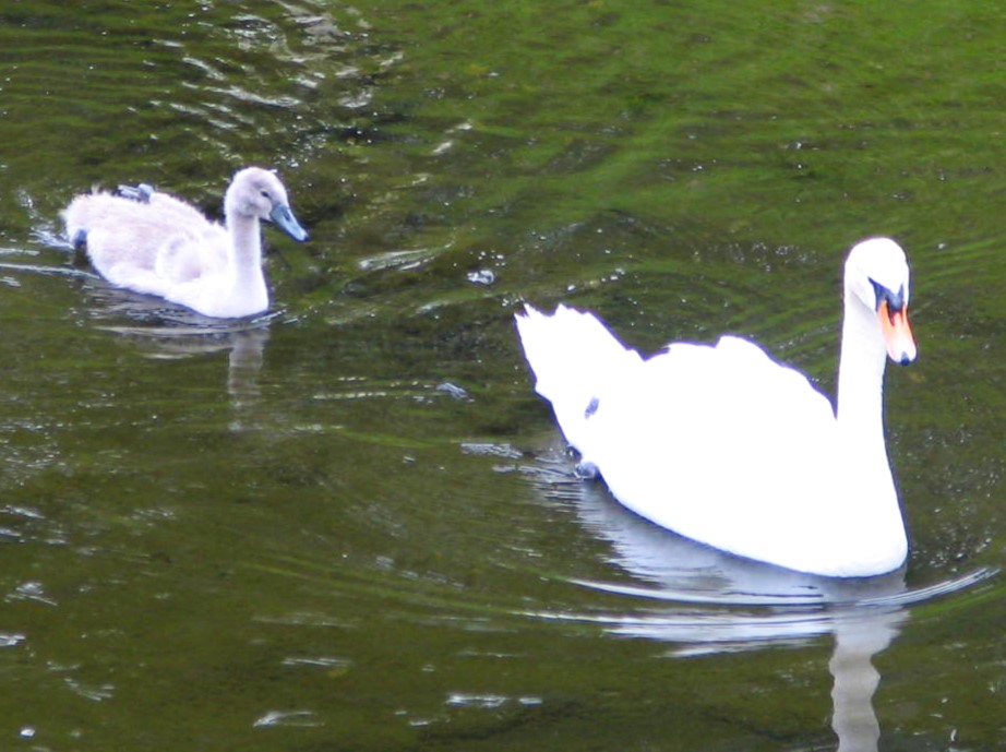 コブハクチョウ松本城