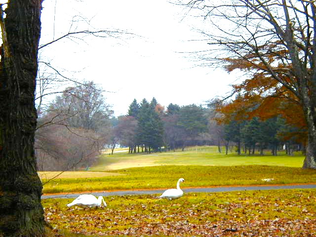 コブハクチョウ軽井沢