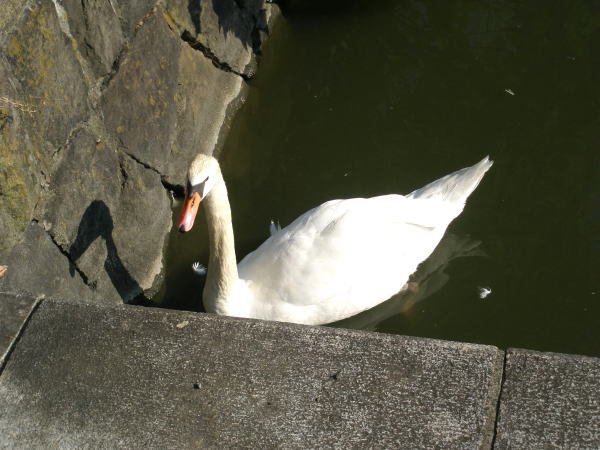 コブハクチョウ江戸城