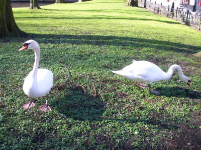 コブハクチョウベルギーブルージュ