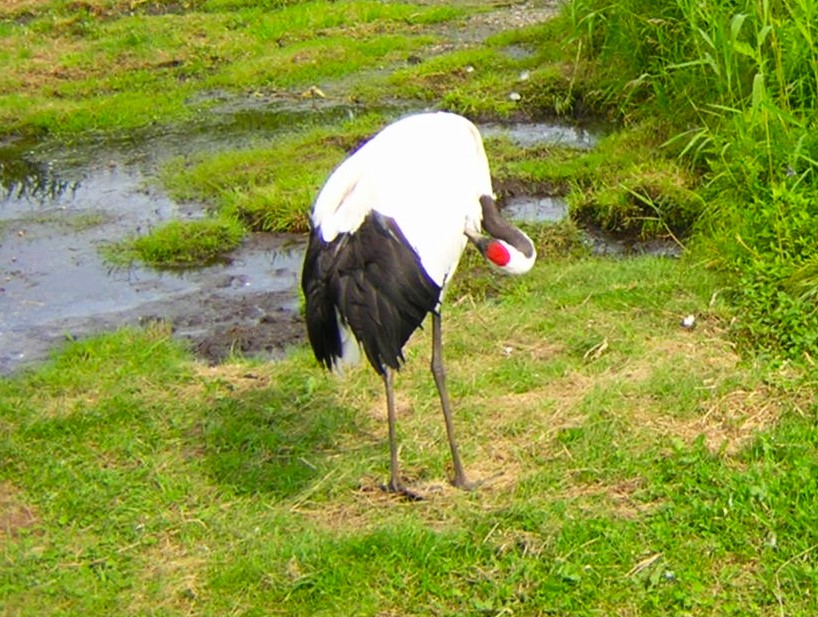 タンチョウヅル釧路湿原