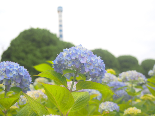 八景島紫陽花画像