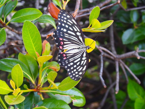 アカボシゴマダラ蝶