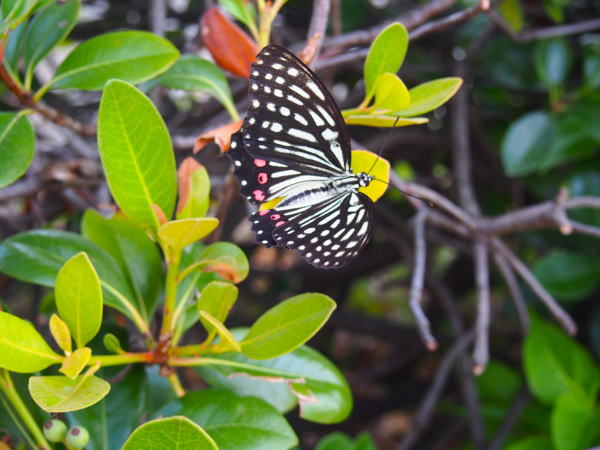 アカボシゴマダラ蝶