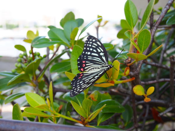 アカボシゴマダラ蝶