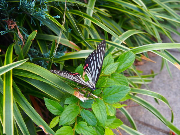 アカボシゴマダラ蝶
