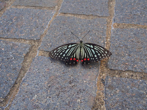 アカボシゴマダラ蝶