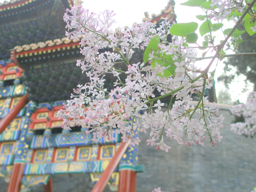 北京ライラック花画像