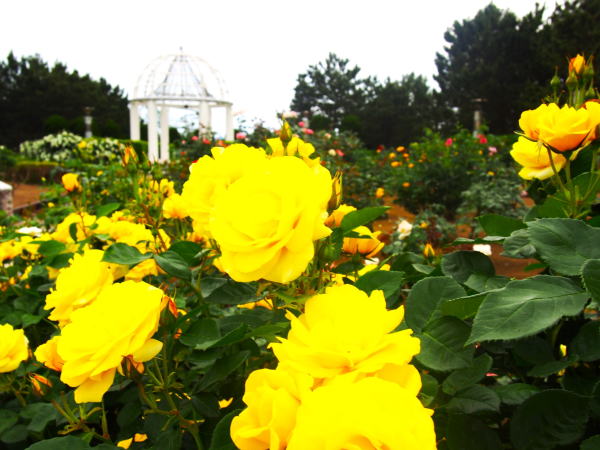 �o���Ԕ��i��