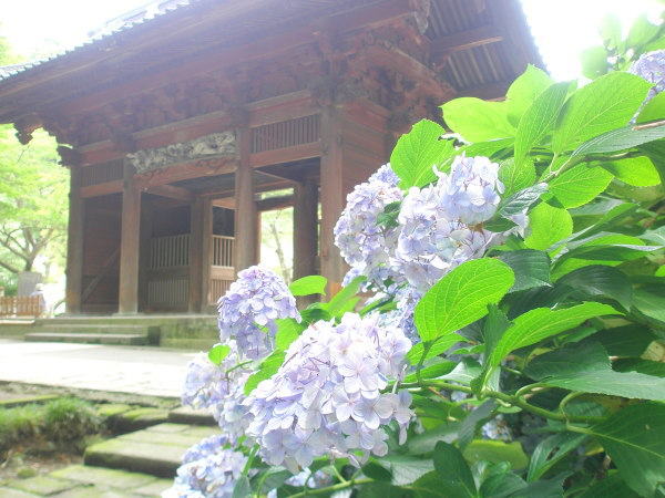 鎌倉アジサイ花画像