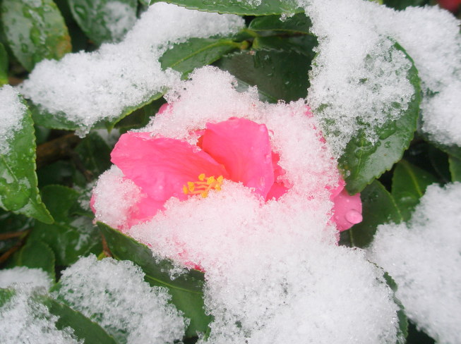 雪景色サザンカ花