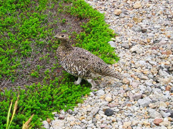 ライチョウ乗鞍
