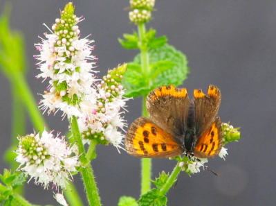 ベニシジミ蝶安曇野