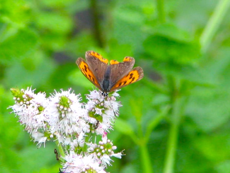 ベニシジミ蝶安曇野