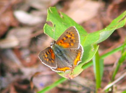 ベニシジミ蝶ノーザンホースパーク