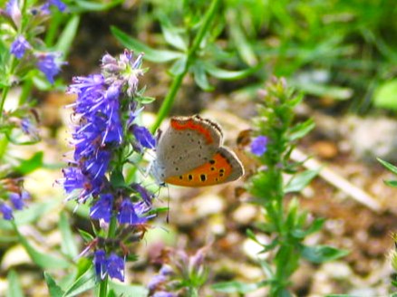 ベニシジミ蝶ノーザンホースパーク