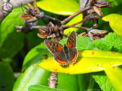 ベニシジミ蝶洞爺湖畔