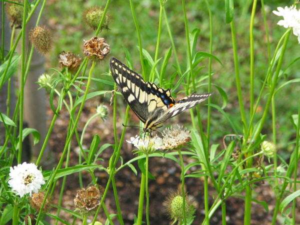 キアゲハ蝶ノーザンホースパーク