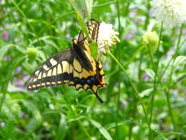 キアゲハ蝶ノーザンホースパーク