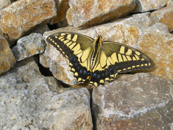 キアゲハ蝶富士見岳